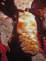 This photo was taken in Roatan on a night dive. The subje... by Steven Anderson 